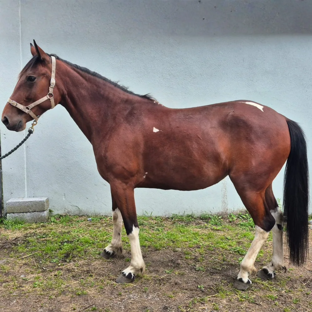 Blitzen – Photo 1 of 1