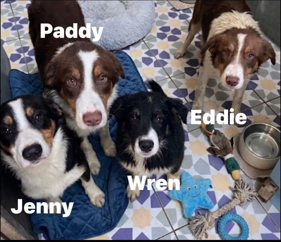 Eddie – Photo 1 of 1