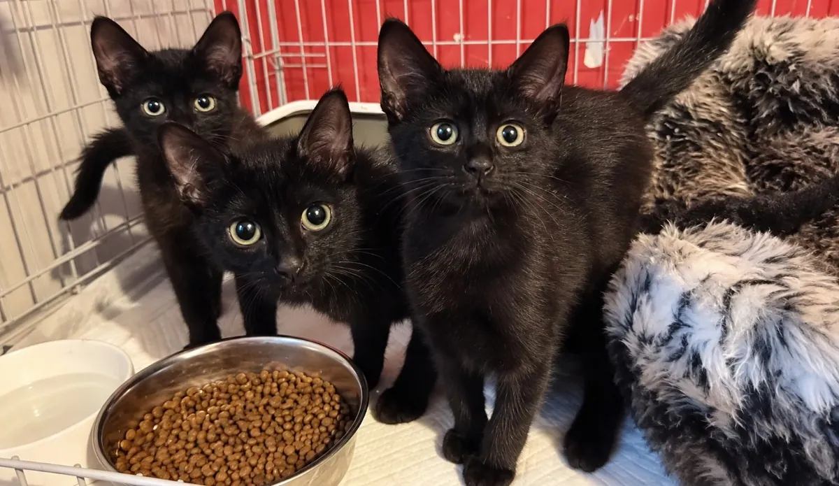 Binx – Photo 1 of 1