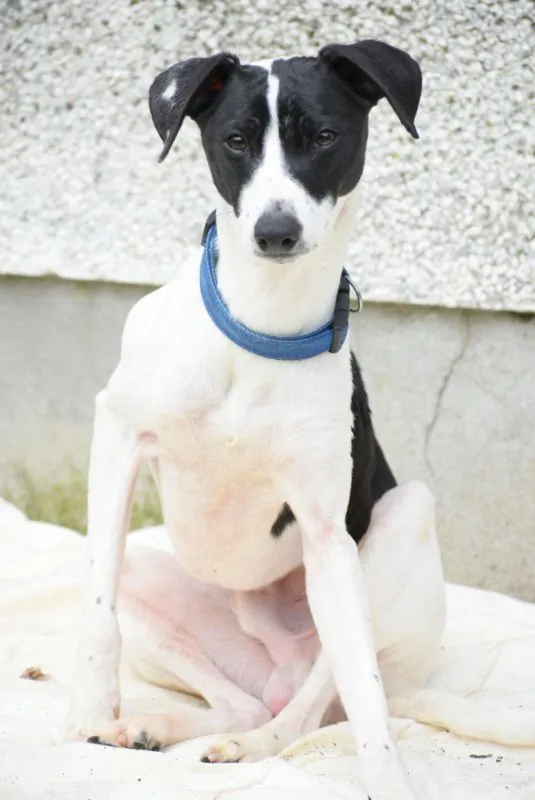 Buddy – Photo 1 of 42
