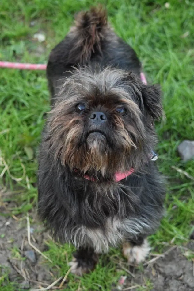 Pippa – Photo 1 of 22