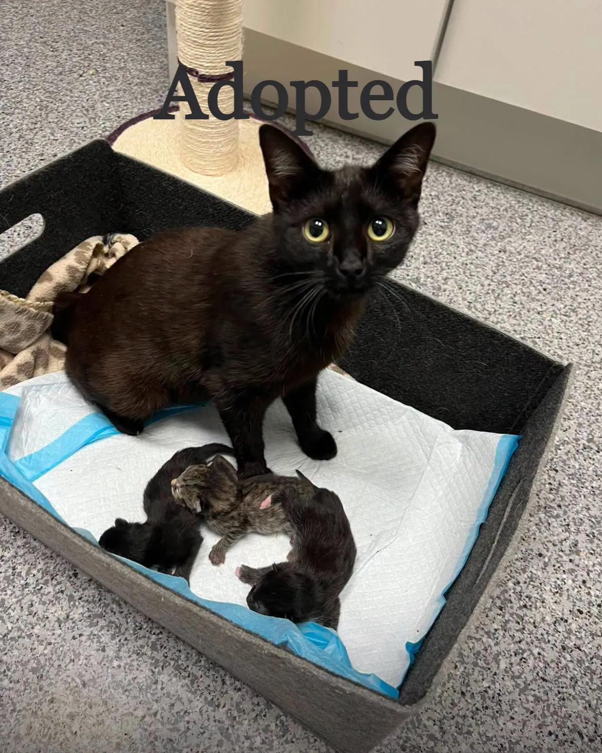 Camilla & her babies – Photo 1 of 1