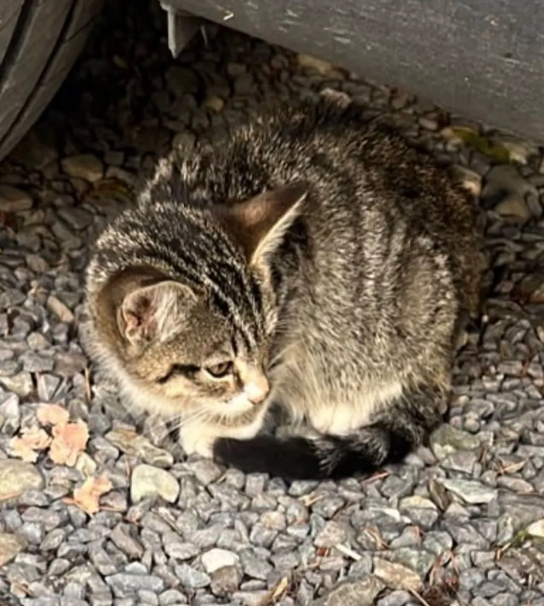 Abby Tabby – Photo 1 of 1