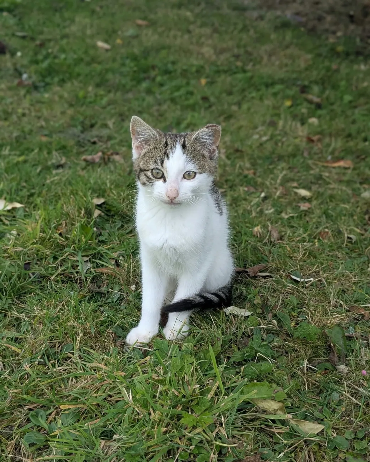 Four adorable kitten – Photo 1 of 4