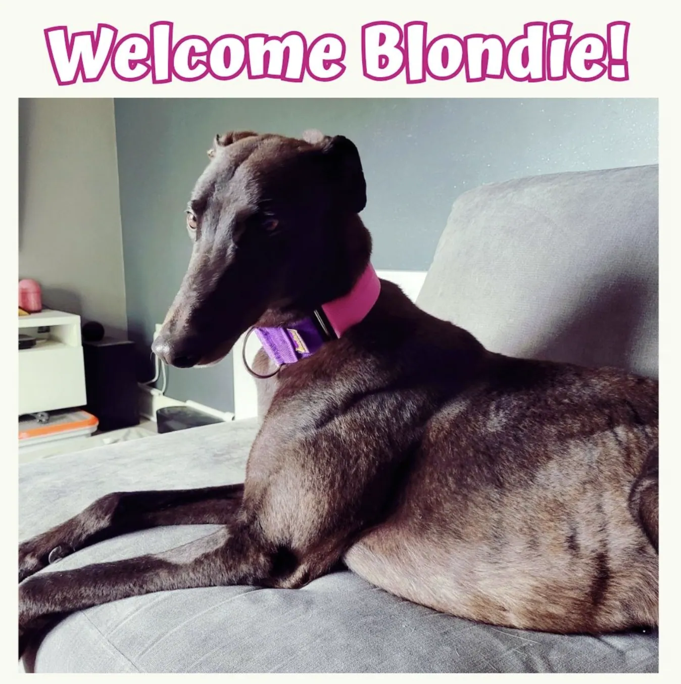 Blondie – Photo 1 of 2