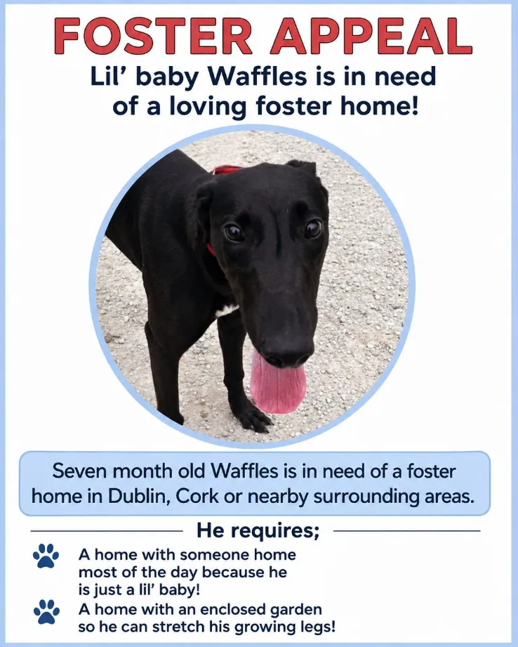 Waffles – Photo 1 of 2