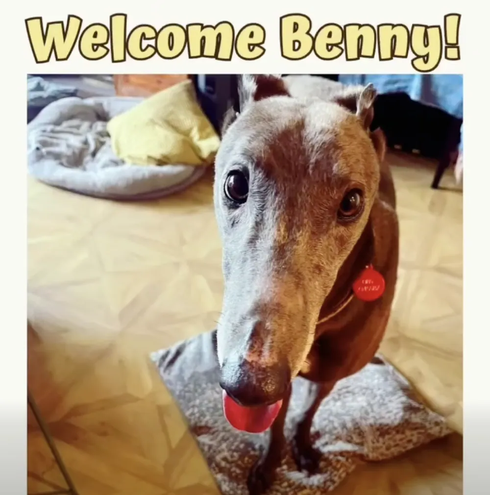Benny – Photo 1 of 2