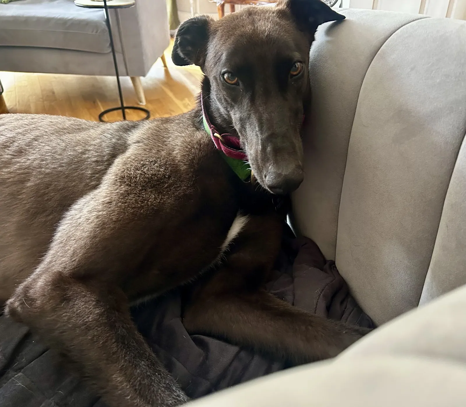 Milhouse – Photo 1 of 11