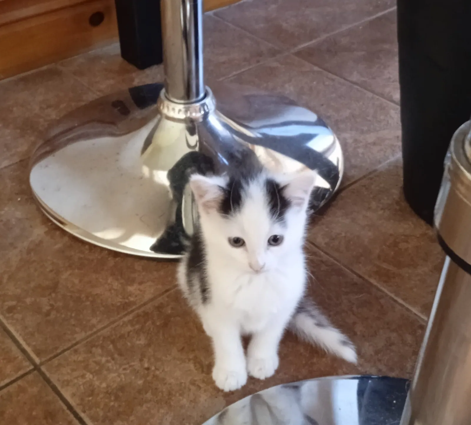 Georgie – Photo 1 of 2