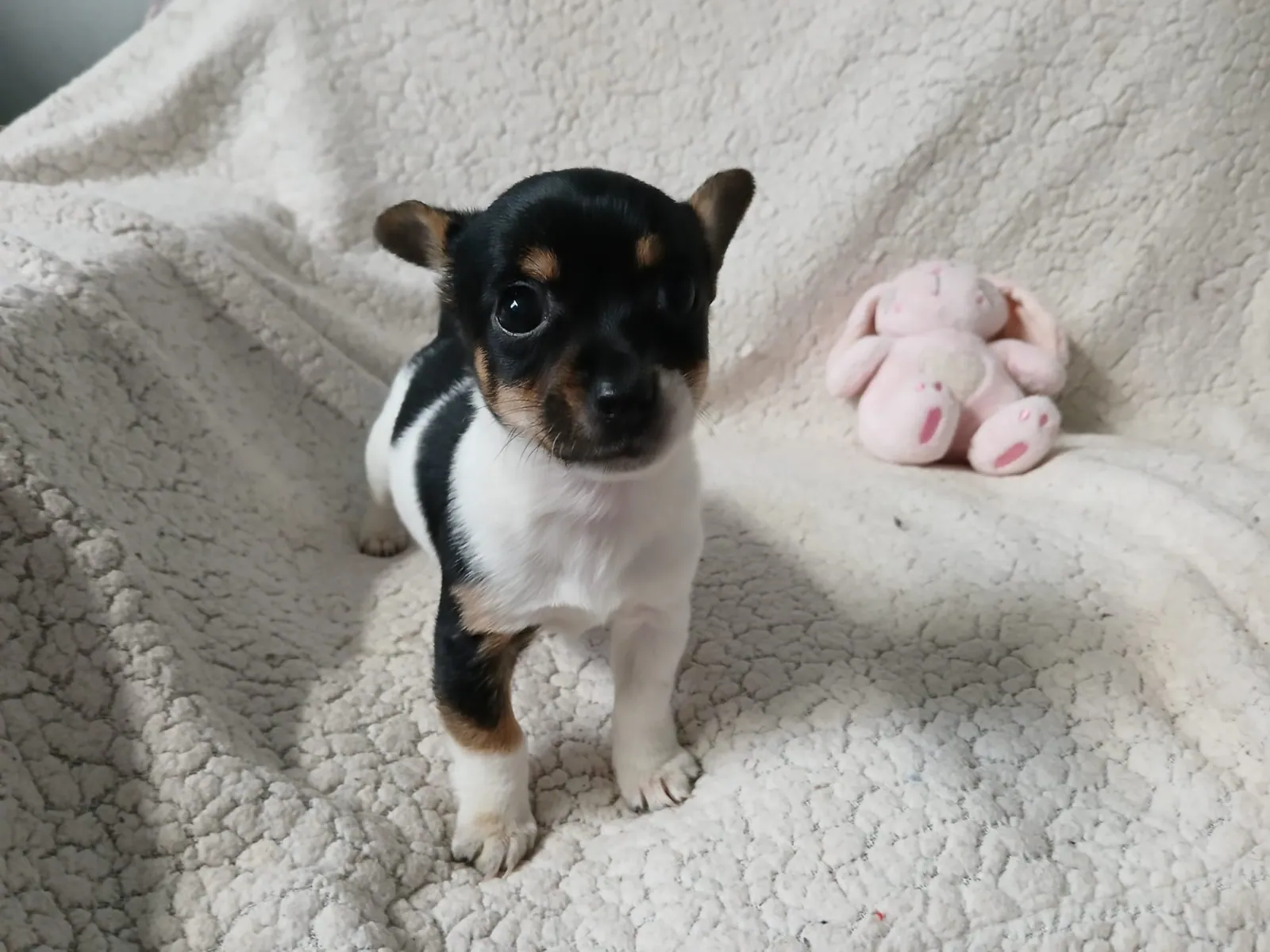 Maggie Adopted – Photo 1 of 4