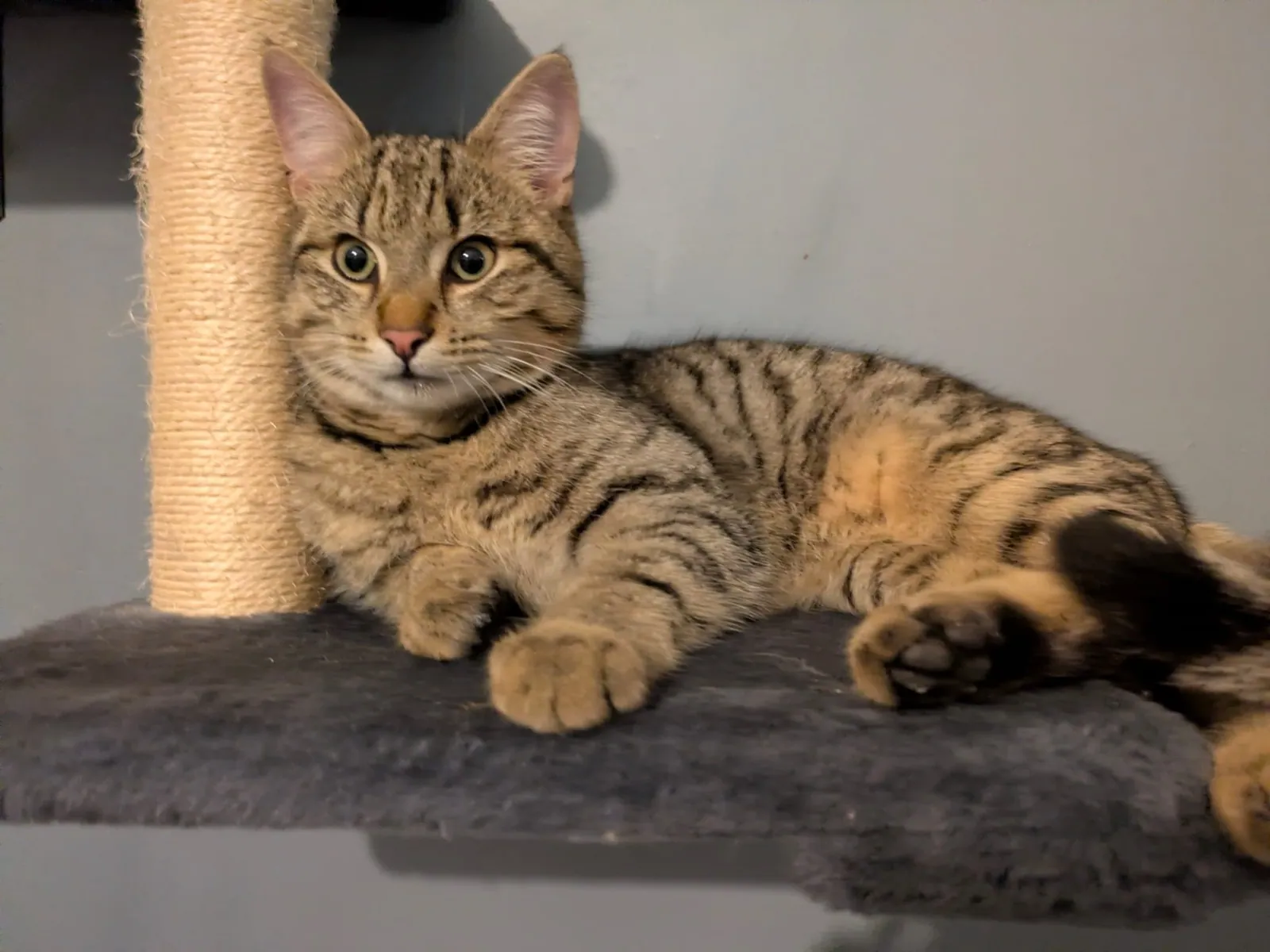 Toby – Photo 1 of 3