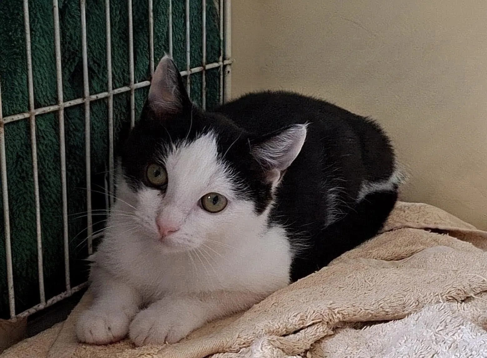 Chip – Photo 1 of 2