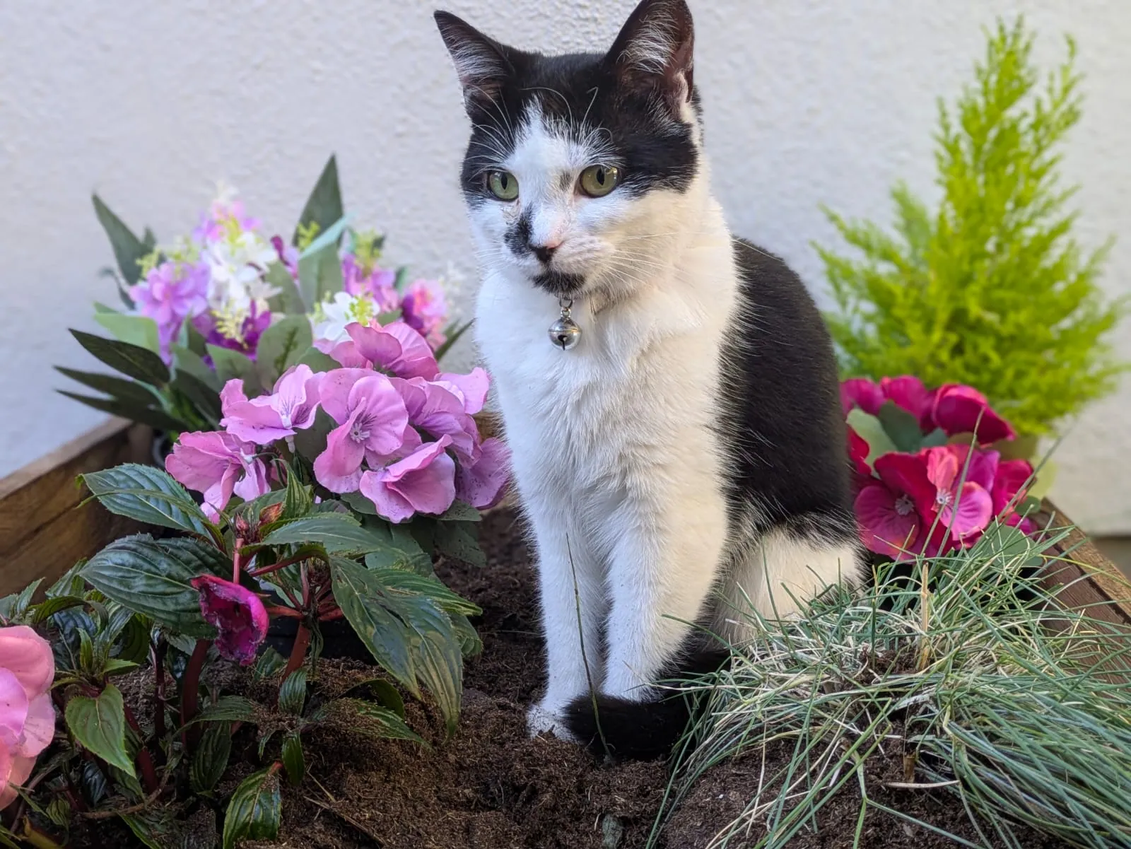 Primrose – Photo 1 of 2