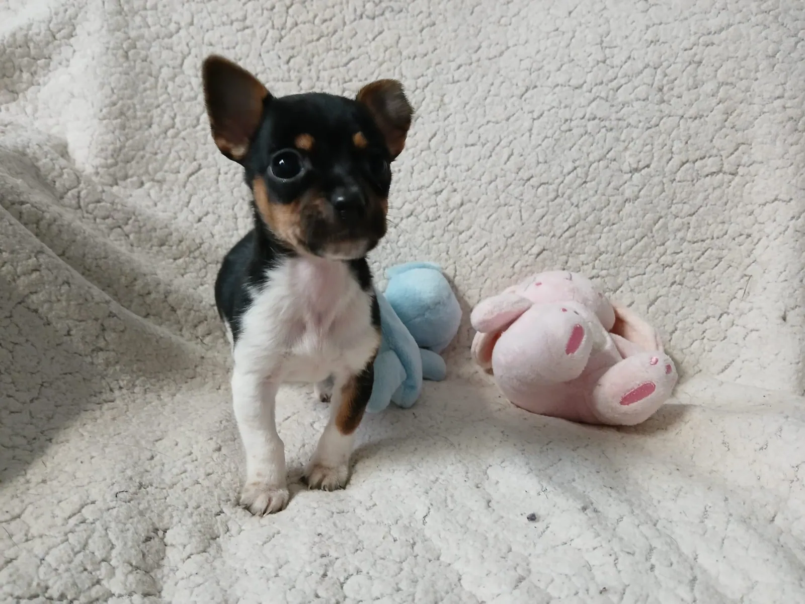 Minnie Adopted – Photo 1 of 6