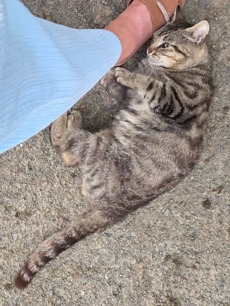 Unnamed Cat – Photo 1 of 1