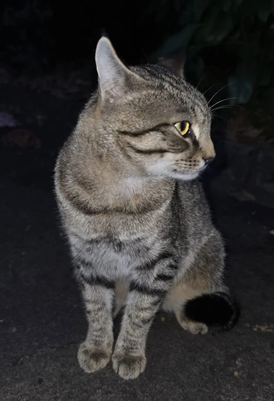 Unnamed Cat – Photo 1 of 2