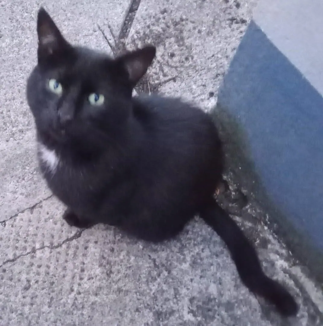 Unnamed Cat – Photo 1 of 1