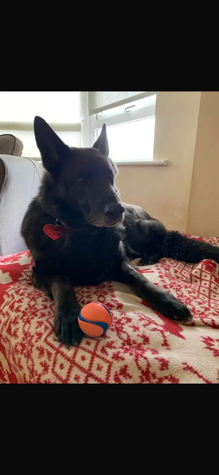 Ringo – Photo 1 of 2