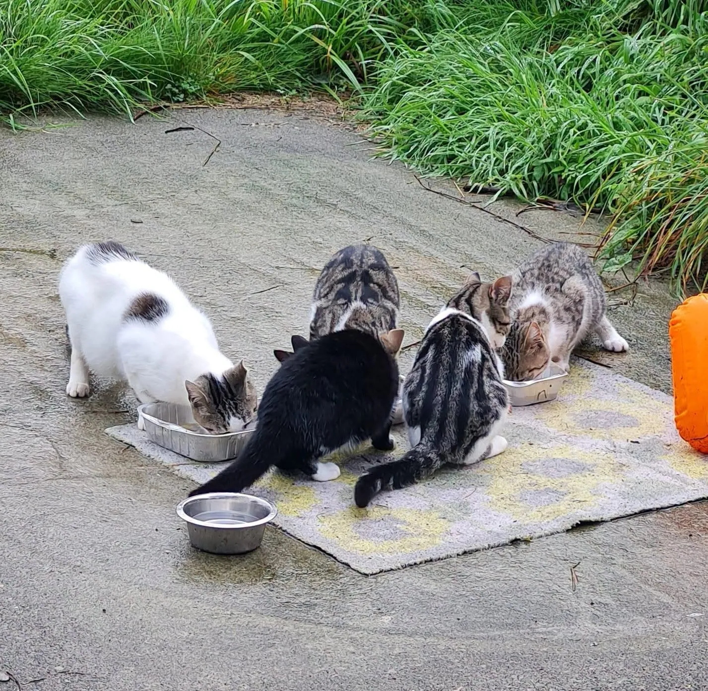 Pair of 2 (Cat) – Photo 1 of 3
