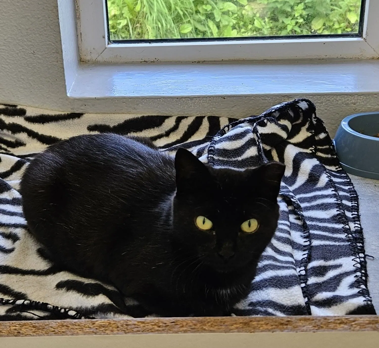 Unnamed Cat – Photo 1 of 5