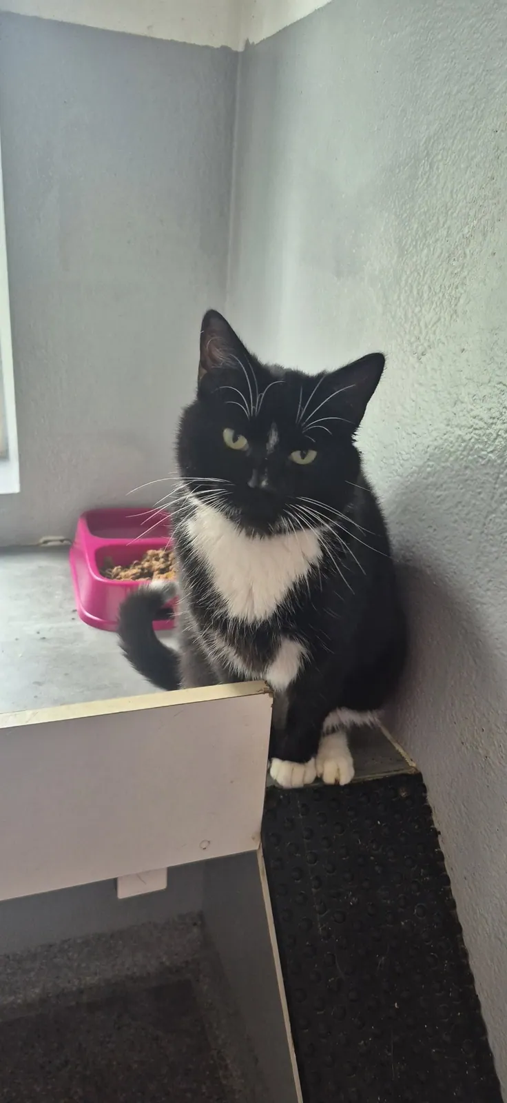 Unnamed Cat – Photo 1 of 2