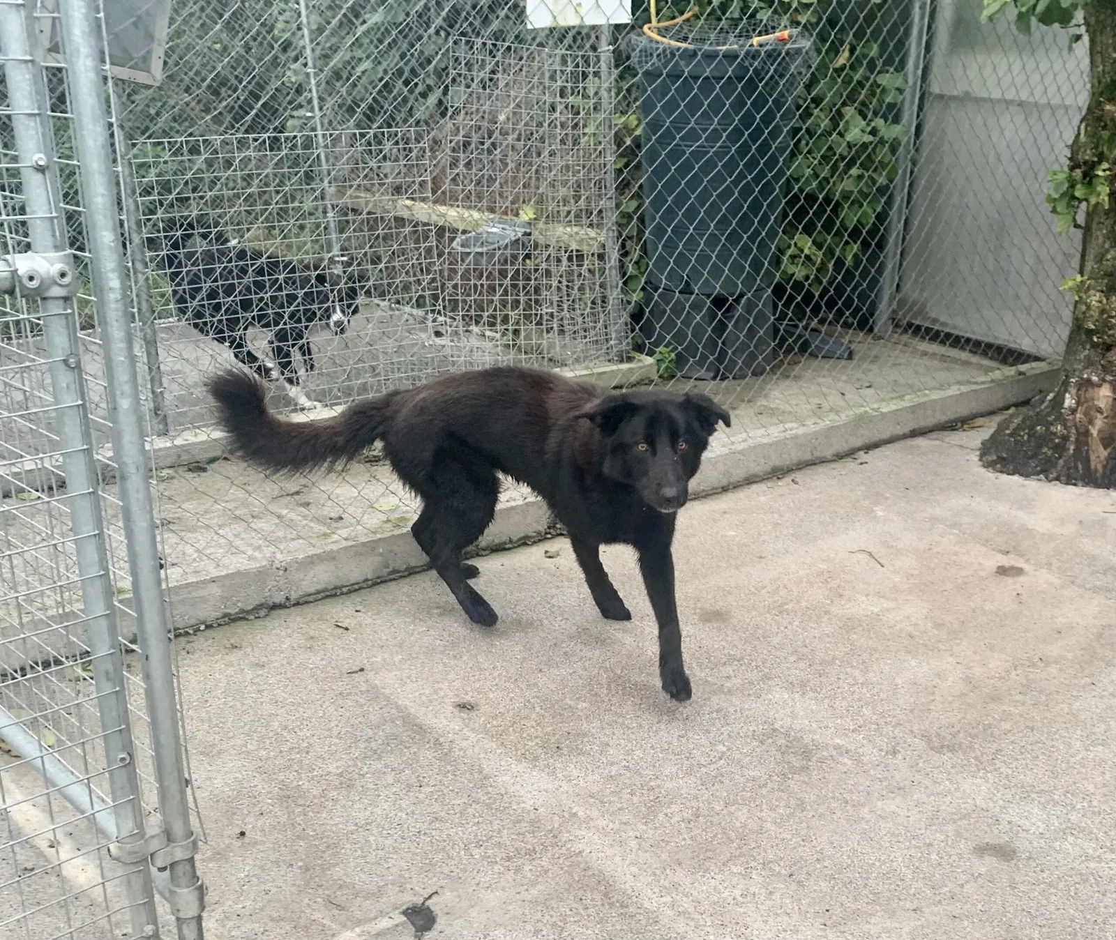 Rocky – Photo 1 of 2