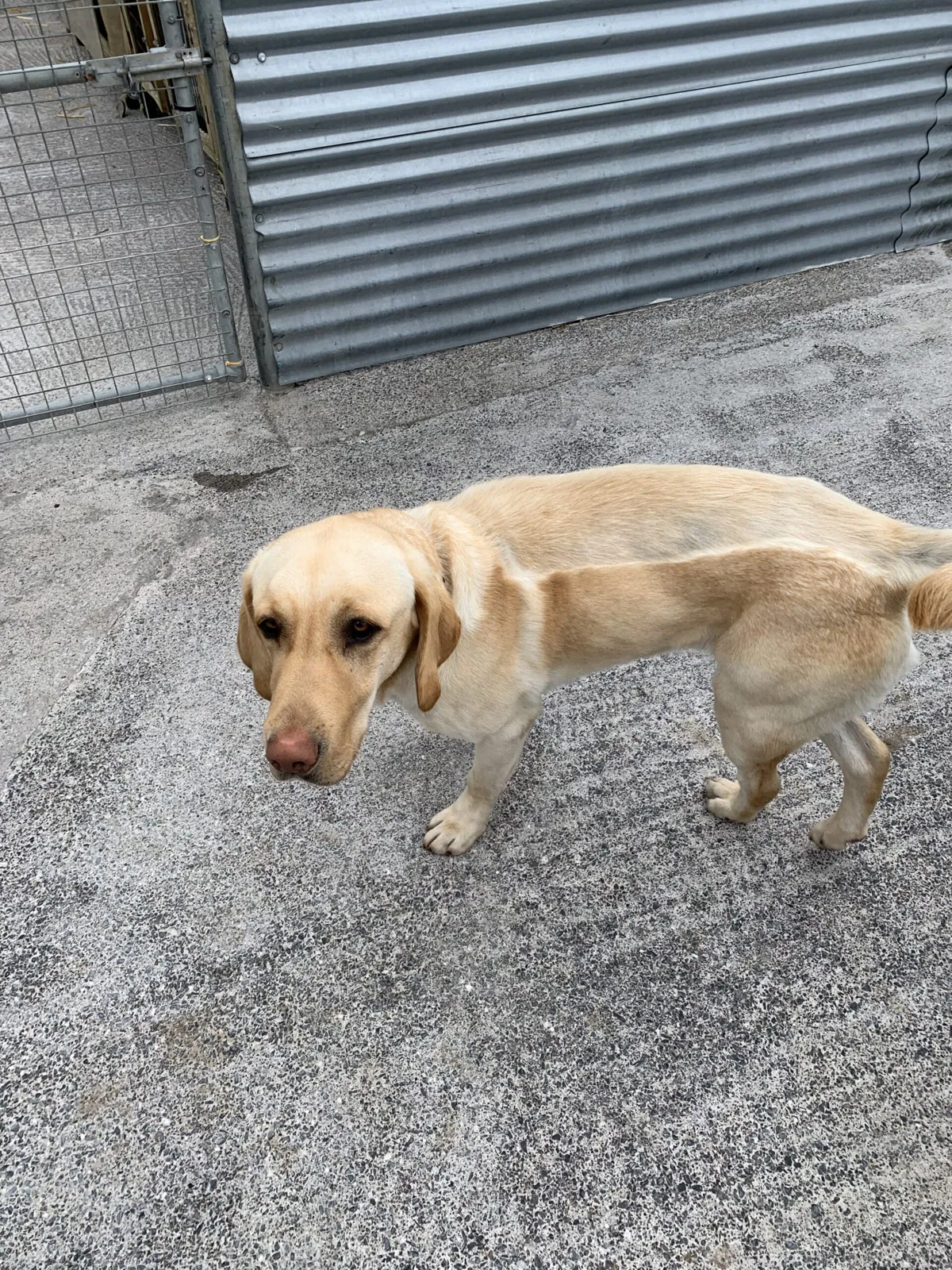 Alfie – Photo 1 of 4