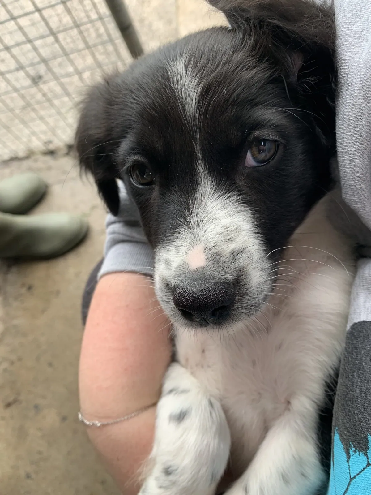 Collie Pups – Photo 1 of 4