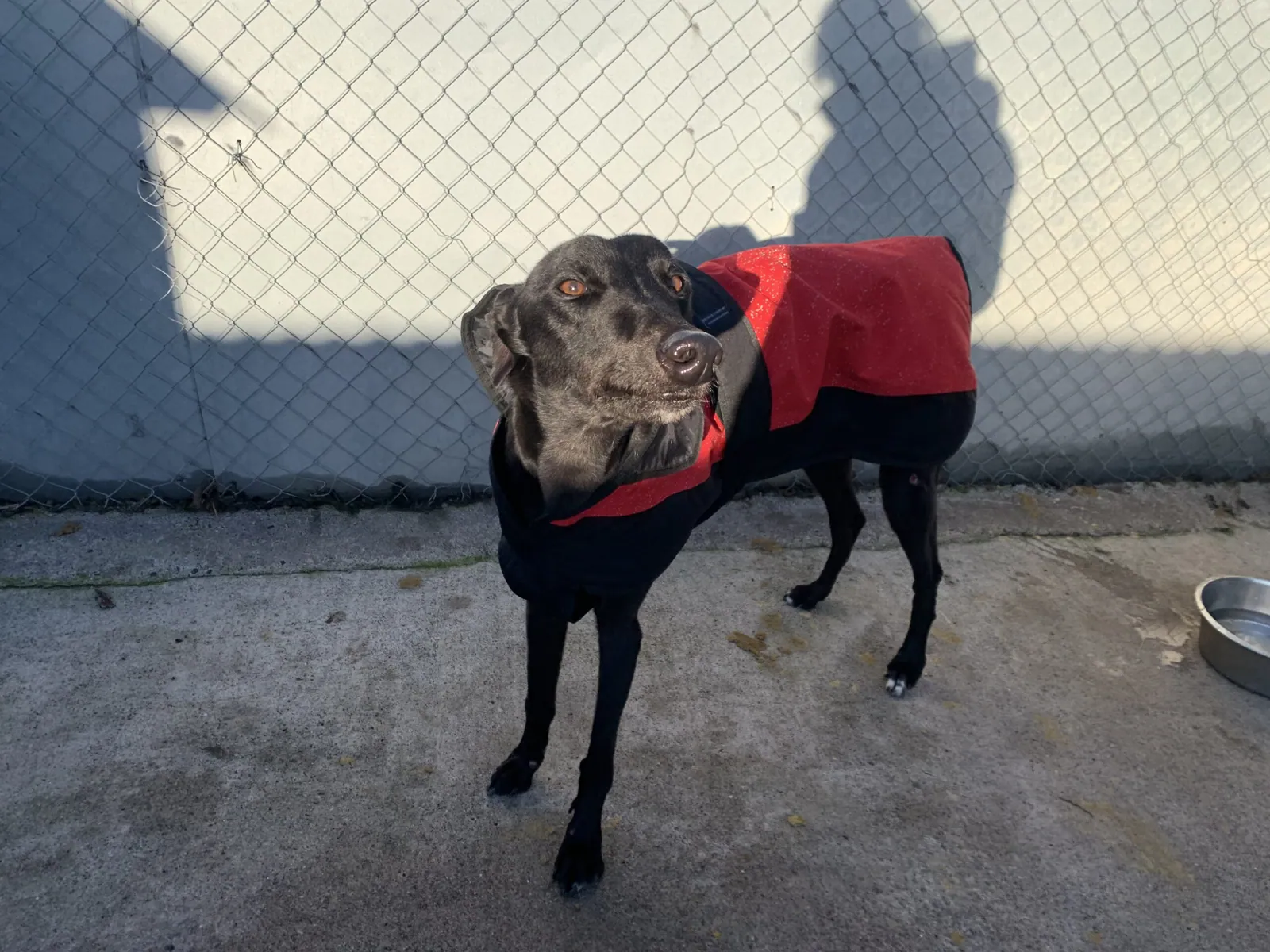 Paddy – Photo 1 of 2