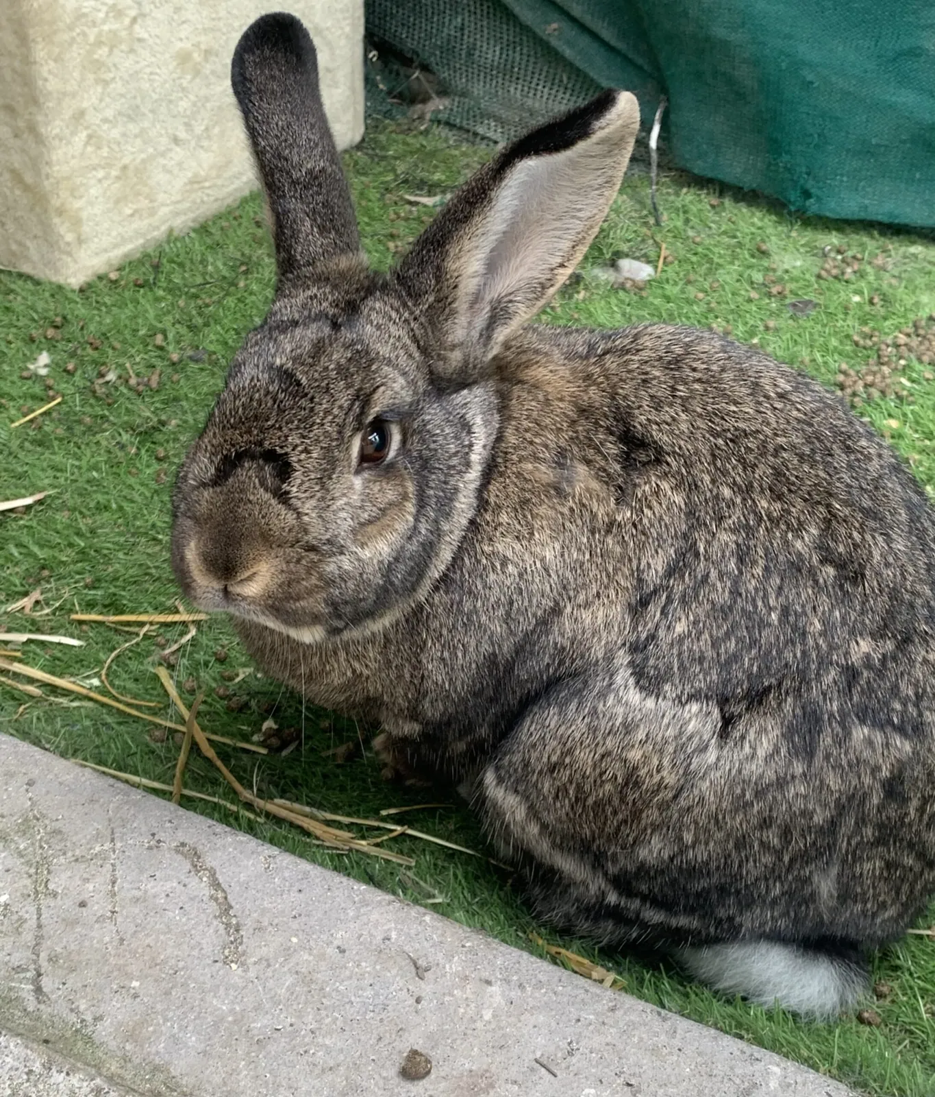 Two Neutered Male Rabbits – Photo 1 of 5