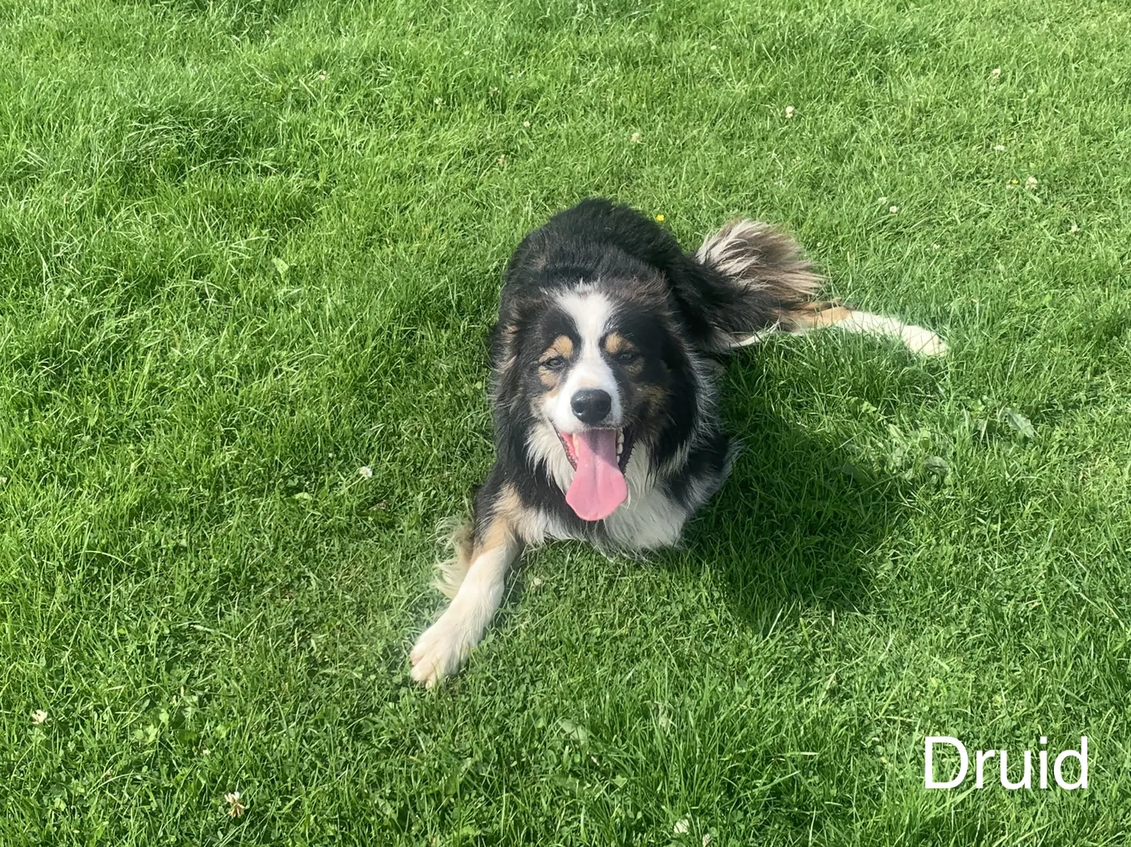 Druid – Photo 1 of 3