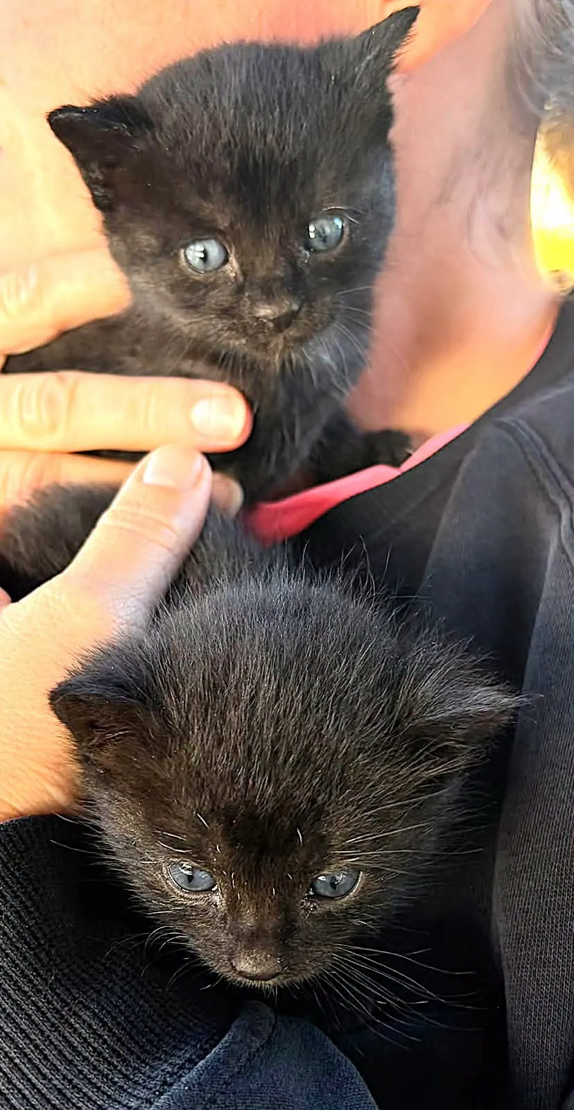 Group of 2 (Cat) โ Photo 1 of 1