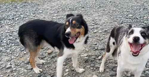 Fintan & Echo