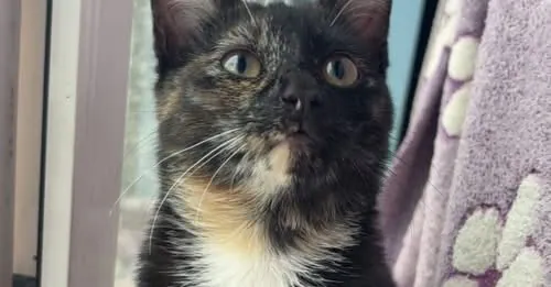 Unnamed Cat – Photo 1 of 1