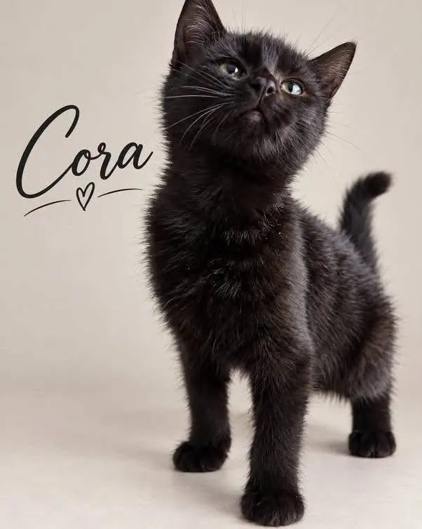 Cora – Photo 1 of 3