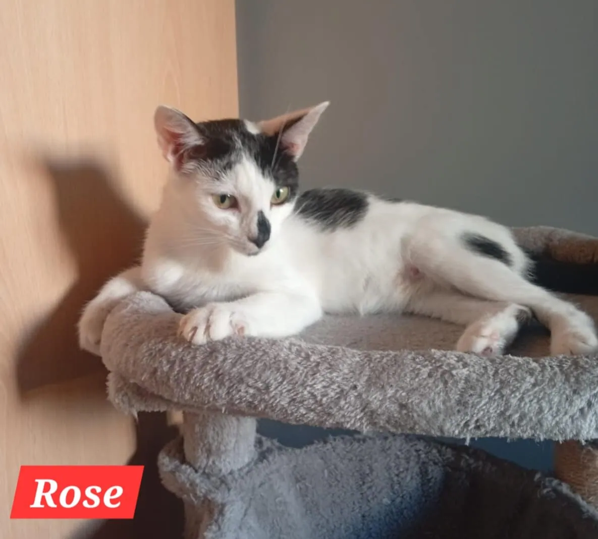 Rose – Photo 1 of 1
