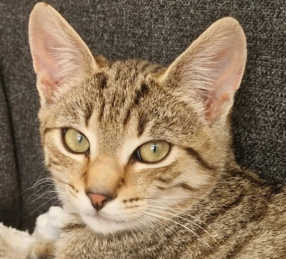 Mat