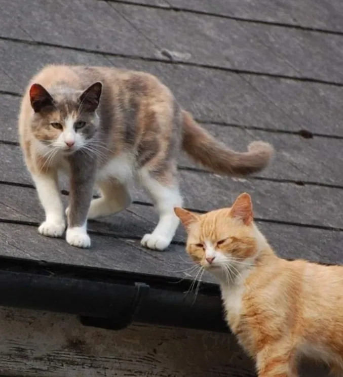 Barn cats/Outdoor cats – Photo 1 of 1