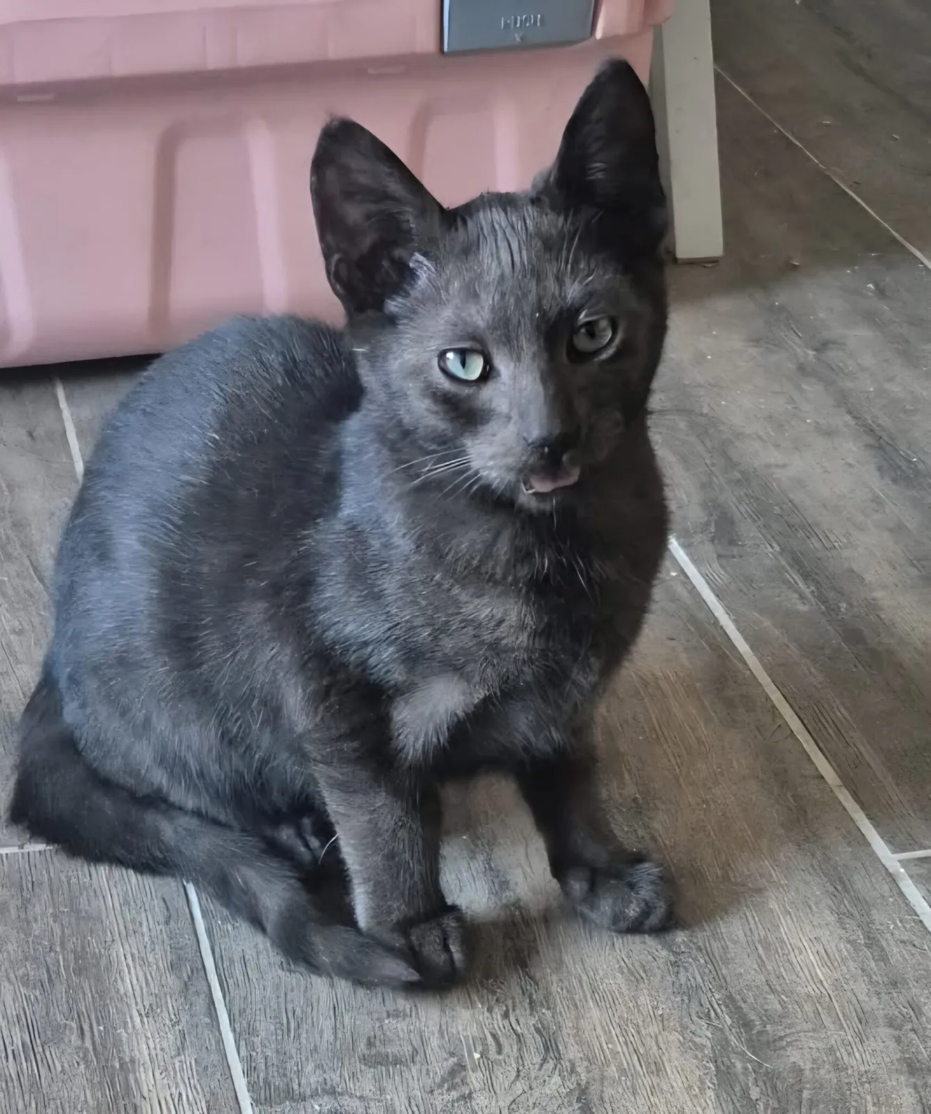 Smudge – Photo 1 of 1