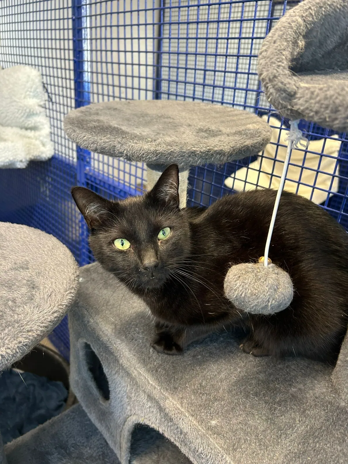 Oliver – Photo 1 of 1