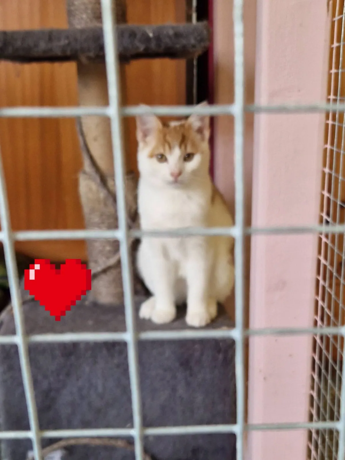 Gino – Photo 1 of 4