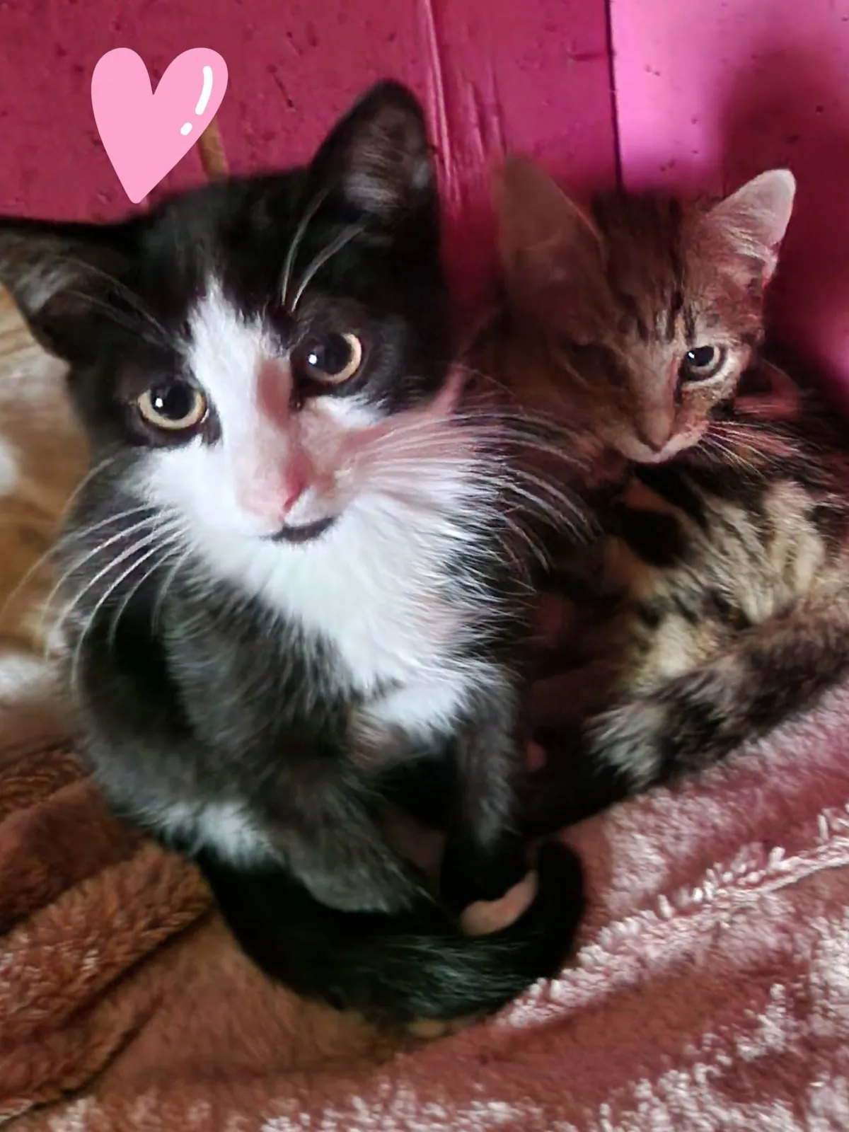 Group of 3 (Cat) – Photo 1 of 2
