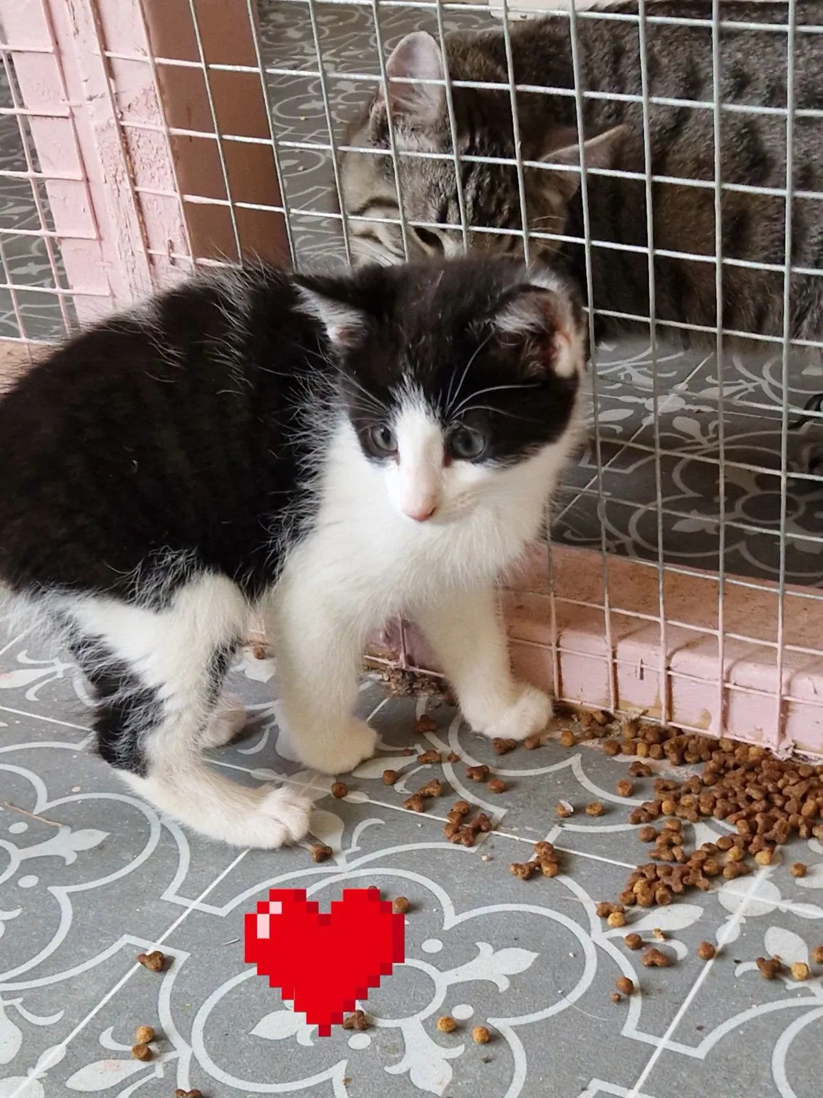 Unnamed Cat – Photo 1 of 5