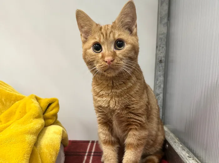 Cheeto – Photo 1 of 1
