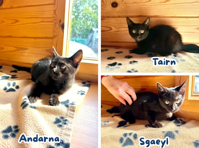 Tairn, Andarna & Sgaeyl – Photo 1 of 1