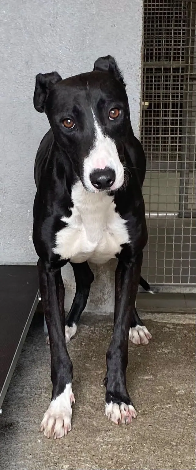 Unnamed Lurcher – Photo 1 of 2