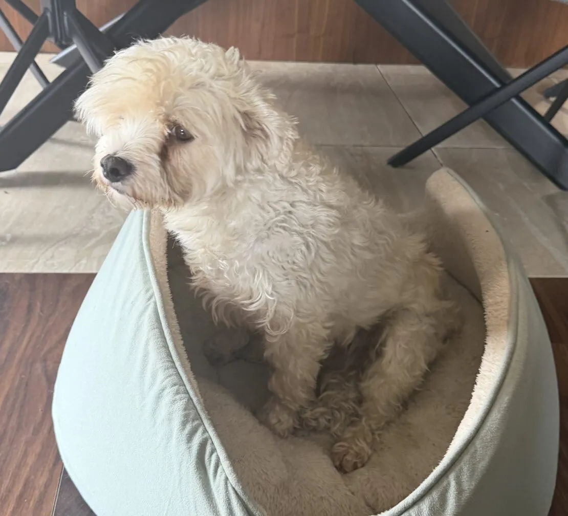 Ruby – Photo 1 of 1