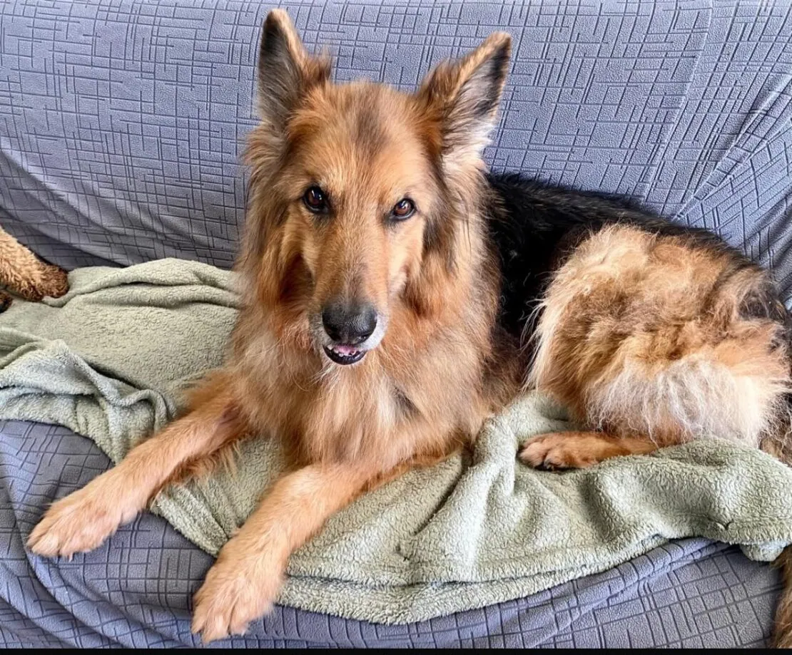Rocco – Photo 1 of 1