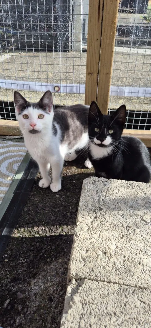 Bobby and Pesto – Photo 1 of 1