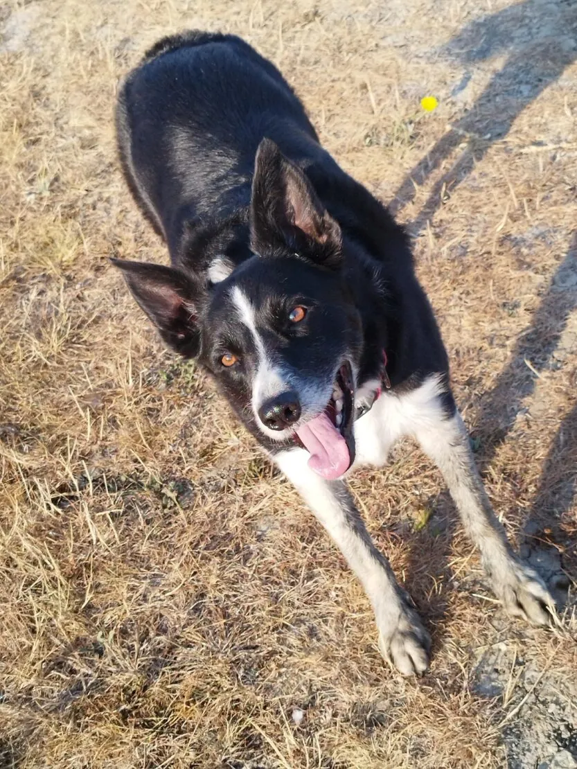 Toby – Photo 1 of 1